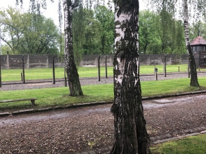 Birch trees, for Birkenau